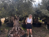 Premium Olivenbaum, Gro�pflanze! Alter 100-500 Jahre!