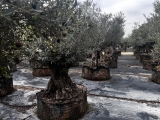 Premium Olivenbaum, Gro�pflanze! Alter 100-500 Jahre!