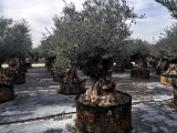 Premium Olivenbaum, Gro�pflanze! Alter 100-500 Jahre!