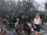 Premium Olivenbaum, Gro�pflanze! Alter 100-500 Jahre!