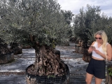 Premium Olivenbaum, Gro�pflanze! Alter 100-500 Jahre!