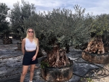 Premium Olivenbaum, Gro�pflanze! Alter 100-500 Jahre!