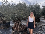 Premium Olivenbaum, Gro�pflanze! Alter 100-500 Jahre!