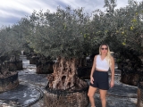 Premium Olivenbaum, Gro�pflanze! Alter 100-500 Jahre!