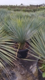 Yucca rostrata, mexikanische W�stenpalmlilie, Stamml�nge ca. 10 cm, winterhart bis ca. -20�C!