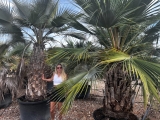 Brahea armata, Blaue Hesperidenpalme, Gro�pflanze! winterhart bis ca. -12�C