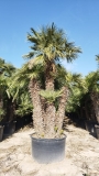 Zwergpalme- Chamaerops humilis, Gro�pflanze! winterhart kurzfristig bis -12�C