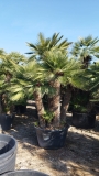 Zwergpalme- Chamaerops humilis, Gro�pflanze! winterhart kurzfristig bis -12�C