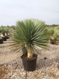 Yucca rostrata, mexikanische W�stenpalmlilie, Stamml�nge ca. 30 cm, winterhart bis ca. -20�C!