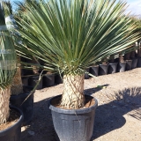 Yucca rostrata, mexikanische W�stenpalmlilie, Stamml�nge ca. 30 cm, winterhart bis ca. -20�C!