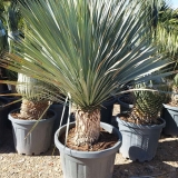 Yucca rostrata, mexikanische W�stenpalmlilie, Stamml�nge ca. 30 cm, winterhart bis ca. -20�C!