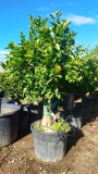Orangenb�umchen- Citrus sinensis, Stammumfang 40-50 cm