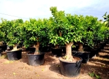 Orangenb�umchen- Citrus sinensis, Stammumfang 40-50 cm