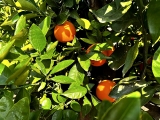 Orangenbaum- Citrus sinensis, Stammumfang 40-50 cm