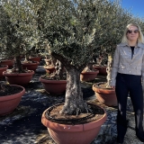 Premium-Olivenbaum, alte knorrige St�mme, beste spanische Qualit�t, ca. 100-150 Jahre alt, in Schale