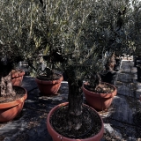 Premium-Olivenbaum, alte knorrige St�mme, beste spanische Qualit�t, ca. 100-150 Jahre alt, in Schale