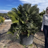 Zwergpalme- Chamaerops humilis vulcano, Einzelst�ck!