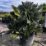 Zwergpalme- Chamaerops humilis vulcano, Einzelst�ck!