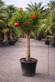 Granatapfelbaum- Punica granatum, ca. 170 cm Gesamth�he, 20-30 cm Stammumfang, im 45 Liter-Topf