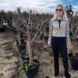 Granatapfelbaum- Punica granatum, ca. 170 cm Gesamth�he, 20-30 cm Stammumfang, im 45 Liter-Topf