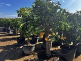 Grapefruit, Pomelo, Citrus paradisi, Stammumfang 20-30 cm, Gesamth�he 160-180 cm