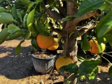 Grapefruit, Pomelo, Citrus paradisi, Stammumfang 20-30 cm, Gesamth�he 160-180 cm