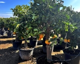 Grapefruit, Pomelo, Citrus paradisi, Stammumfang 20-30 cm, Gesamth�he 160-180 cm