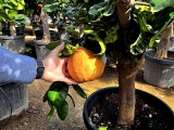Grapefruit, Pomelo, Citrus paradisi, Stammumfang 20-30 cm, Gesamth�he 160-180 cm