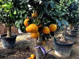 Grapefruit, Pomelo, Citrus paradisi, Stammumfang 20-30 cm, Gesamth�he 160-180 cm