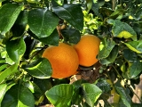Grapefruit, Pomelo, Citrus paradisi, Stammumfang 20-30 cm, Gesamth�he 160-180 cm