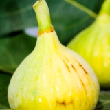 Feigenbaum, Ficus carica, Sorte Cuello Dama Blanca, Stammumfang 20-30 cm, im 70-Liter-Topf, ca. 180 cm