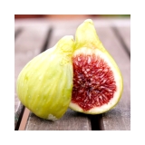 Feigenbaum, Ficus carica, Sorte Cuello Dama Blanca, Stammumfang 30-40 cm, im 70-Liter-Topf, ca. 180 cm