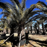 Phoenix canariensis- Kanarische Dattelpalme, Einzelst�ck! Stamml�nge ca. 160 cm, 6-7 Meter Gesamth�he!