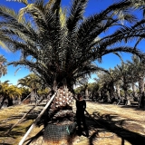 Phoenix canariensis- Kanarische Dattelpalme, Einzelst�ck! Stamml�nge ca. 160 cm, 6-7 Meter Gesamth�he!