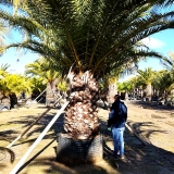 Phoenix canariensis- Kanarische Dattelpalme, Einzelst�ck! Stamml�nge ca. 160 cm, 6-7 Meter Gesamth�he!