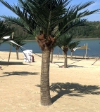 Hochwertige XXL Kunstpalme im Kokospalmen-Look – ca. 3,5 m Gesamth�he