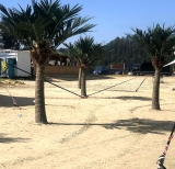 Hochwertige XXL Kunstpalme im Kokospalmen-Look – ca. 3,5 m Gesamth�he