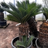 Cycas revoluta, Stamml�nge ca. 70-80 cm
