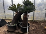 Cycas revoluta, Stamml�nge ca. 120 cm, leicht gebogen
