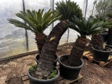 Cycas revoluta, Stamml�nge ca. 120 cm, leicht gebogen