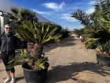 Cycas revoluta, doppelk�pfig, Originalbild