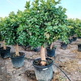 Zitronenb�umchen, 160-180 cm Gesamth�he, Stammumfang 25-30 cm