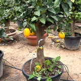 Zitronenb�umchen, 160-180 cm Gesamth�he, Stammumfang 25-30 cm