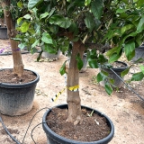 Zitronenb�umchen, 160-180 cm Gesamth�he, Stammumfang 25-30 cm