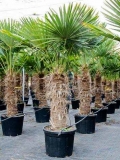 Trachycarpus Fortunei (Hanfpalme); Stamml�nge 80-90 cm; Gartenpalme; winterhart bis ca. -19�C