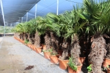 Trachycarpus Fortunei (Hanfpalme); Stamml�nge 80-90 cm; Gartenpalme; winterhart bis ca. -19�C