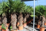 Trachycarpus Fortunei (Hanfpalme); Stamml�nge 80-90 cm; Gartenpalme; winterhart bis ca. -19�C