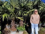 Trachycarpus Fortunei (Hanfpalme); Stamml�nge 80-90 cm; Gartenpalme; winterhart bis ca. -19�C