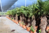 Trachycarpus Fortunei (Hanfpalme); Stammlänge 100-110 cm; Gartenpalme; winterhart bis ca. -19°C, VKZ 50; 60-70 kg