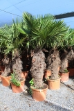 Trachycarpus Fortunei (Hanfpalme); Stammlänge 100-110 cm; Gartenpalme; winterhart bis ca. -19°C, VKZ 50; 60-70 kg